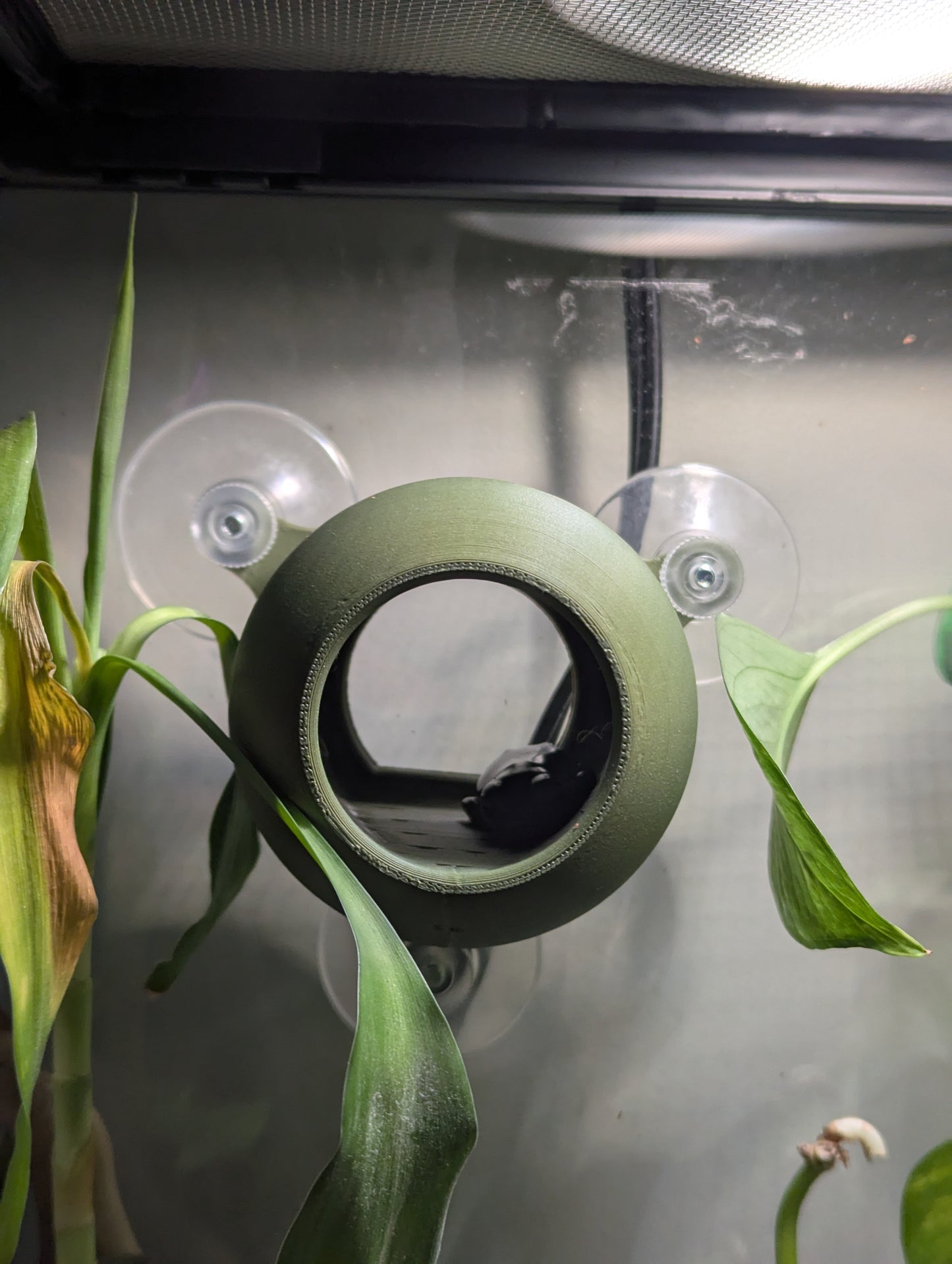 3D Printed Frog Pod Hide | Terrarium Frog Home | Arboreal Amphibian Shelter – Medium & Large Sizes