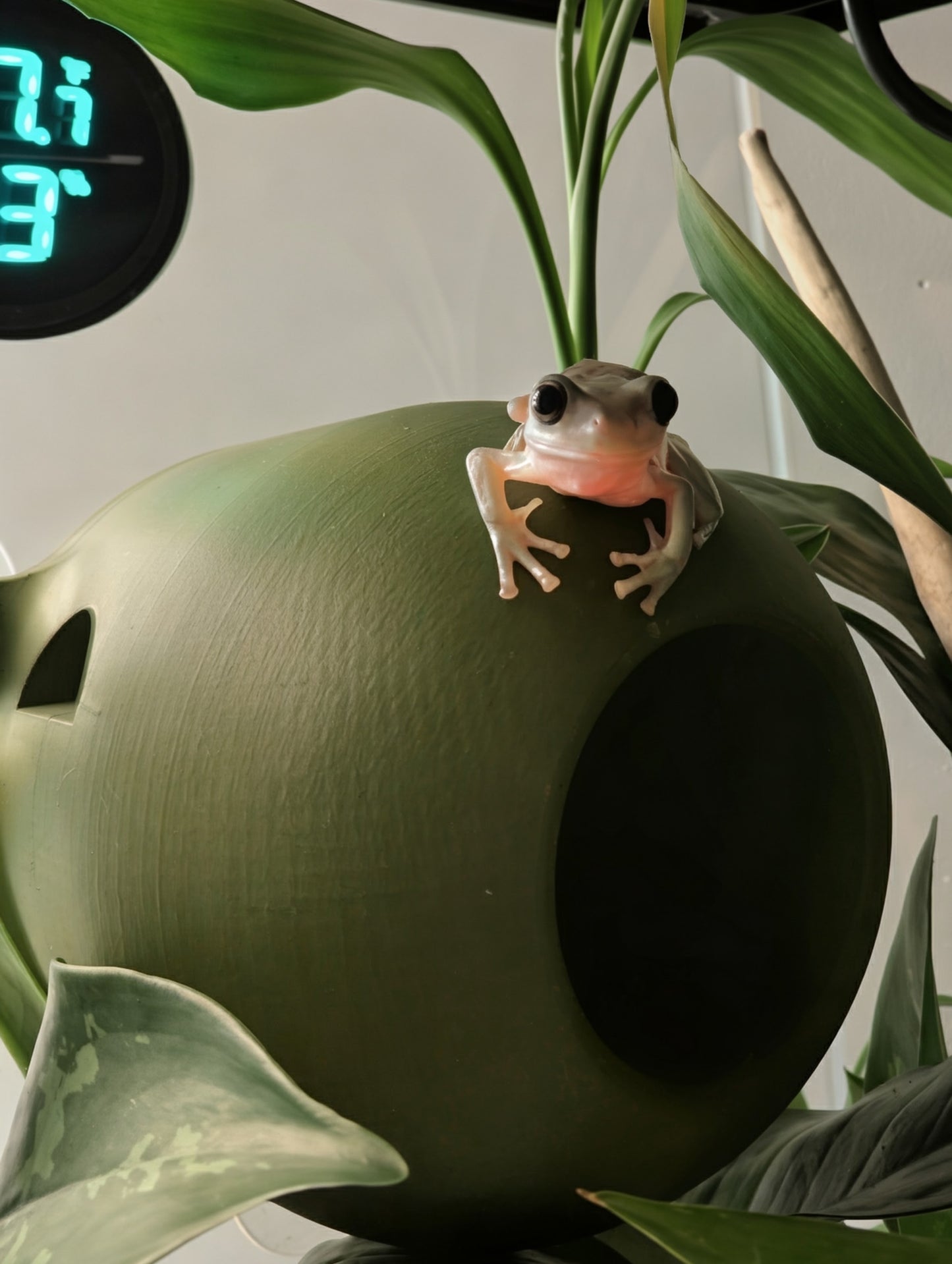 3D Printed Frog Pod Hide | Terrarium Frog Home | Arboreal Amphibian Shelter – Medium & Large Sizes