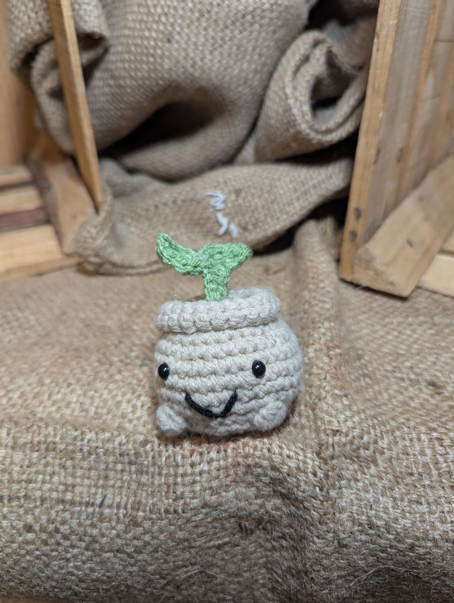 Sprout Plant