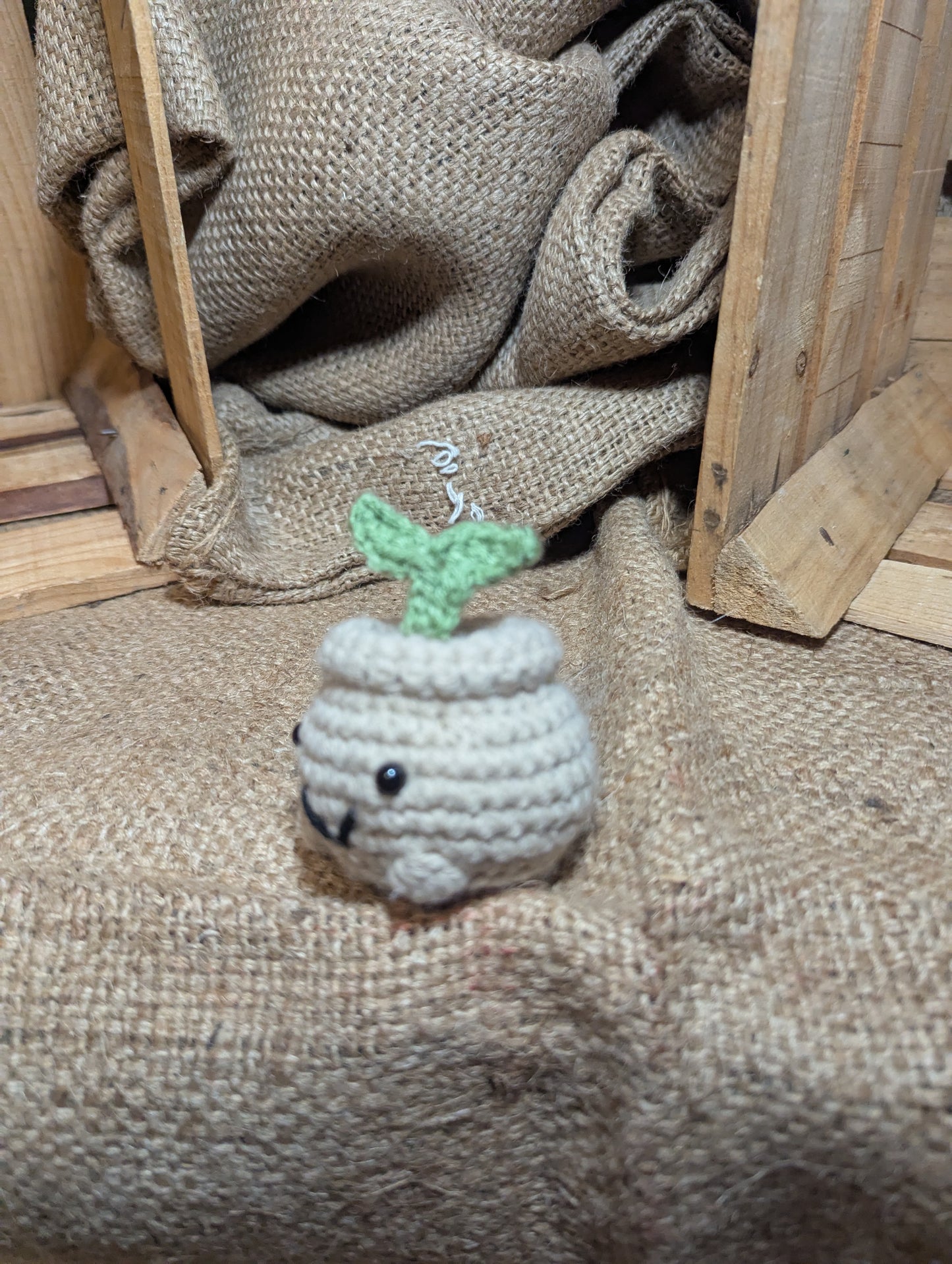 Sprout Plant