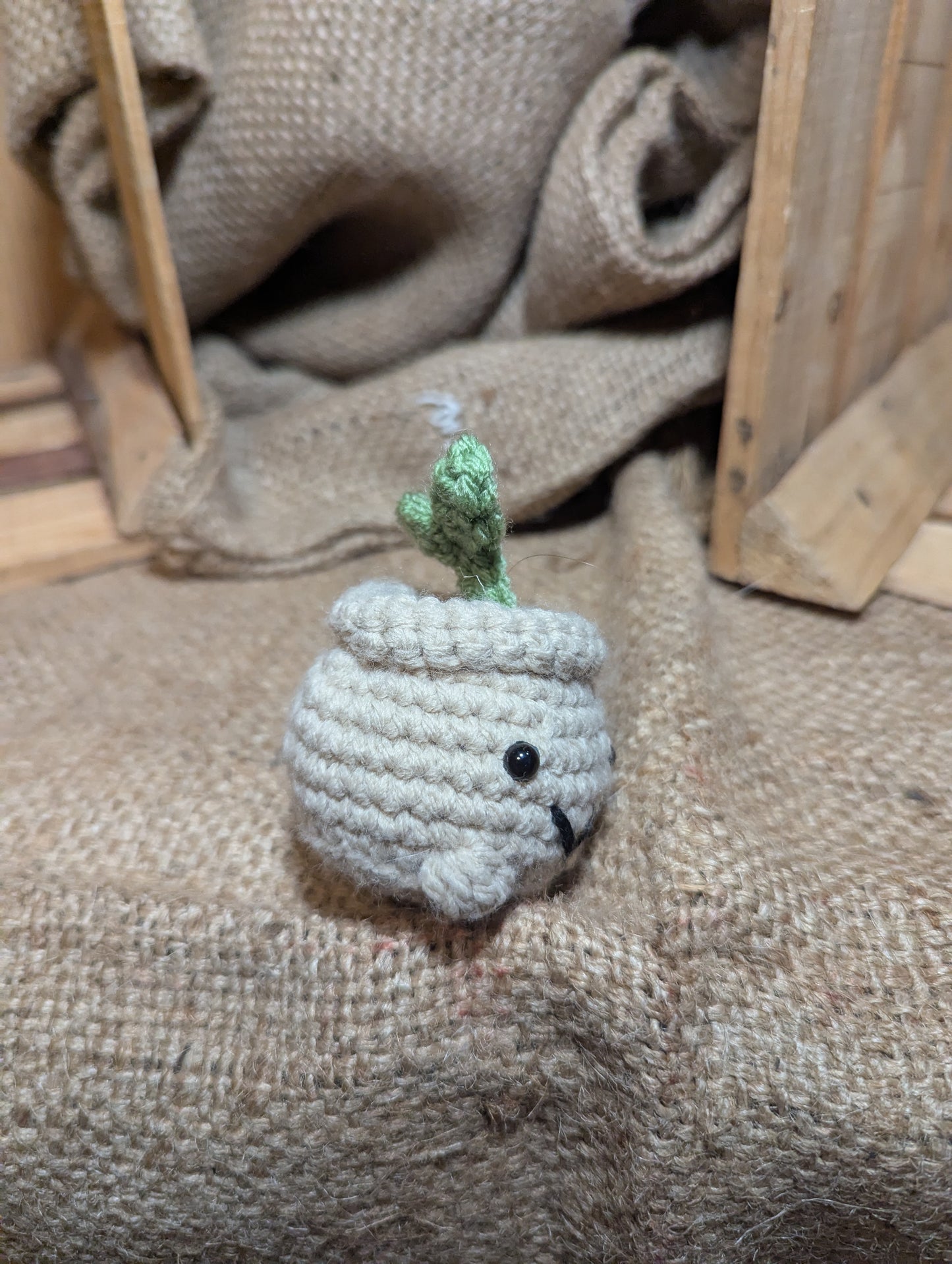 Sprout Plant