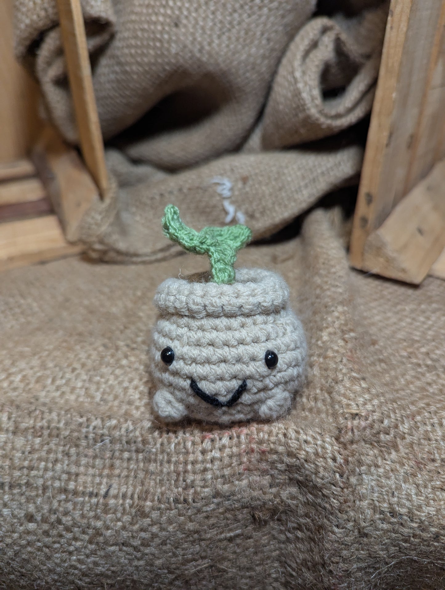 Sprout Plant